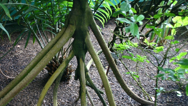 These Trees in Ecuador are reportedly ‘Walking’ up to 20 metres per year