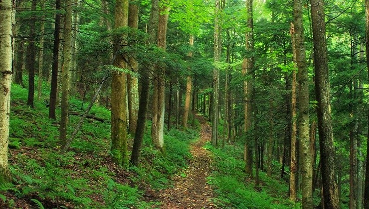 Looking at trees can reduce your stress levels, even in the middle of a city